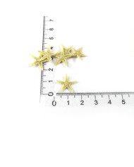 Doğal Deniz Yıldızı - Küçük Boy