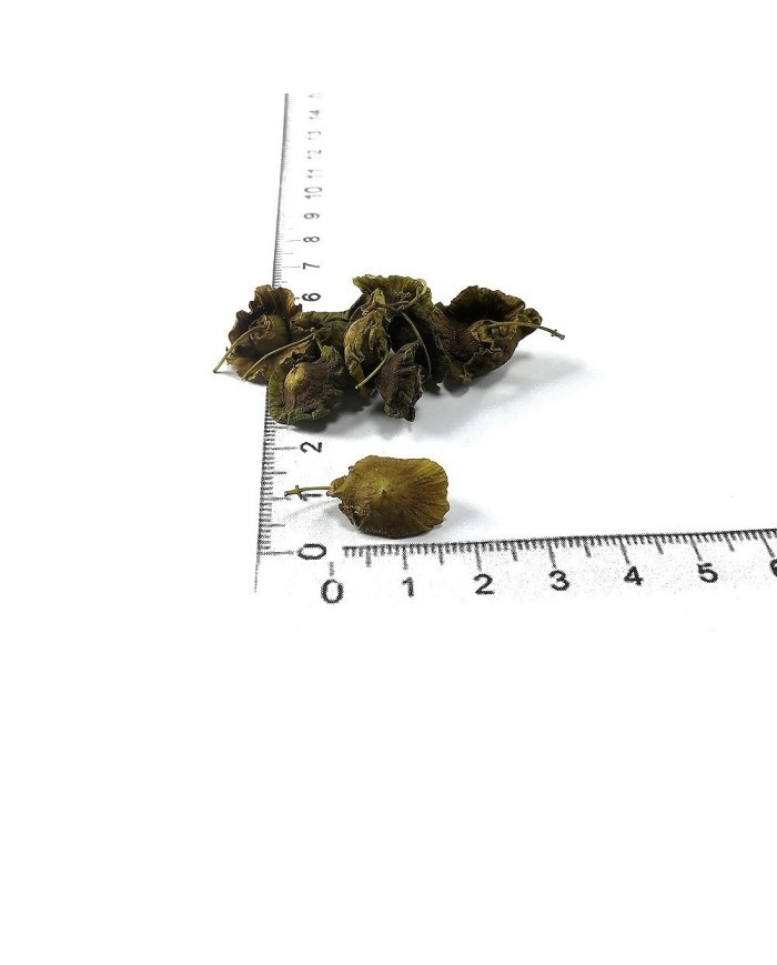 Meşe Çiçeği 20 Adet