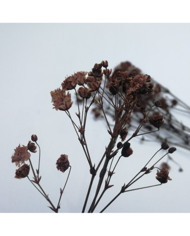 Şoklanmış Pıtırcık Kuru Çiçekler - Mini demet Şoklanmış Pıtırcık Kuru Çiçekler - Mini demet