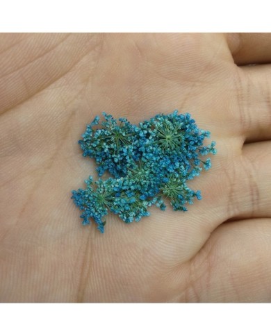 Sultan Otu - Kurutulmuş Çiçek - Turkuaz - 10 adet Sultan Otu - Kurutulmuş Çiçek - Turkuaz - 10 adet