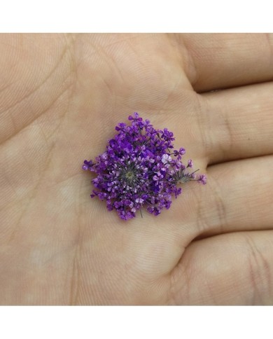 Sultan Otu - Kurutulmuş Çiçek - Mor - 10 adet Sultan Otu - Kurutulmuş Çiçek - Mor - 10 adet