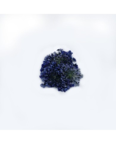 Sultan Otu - Kurutulmuş Çiçek - Mor- 10 adet Sultan Otu - Kurutulmuş Çiçek - Mor- 10 adet