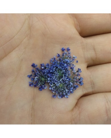 Sultan Otu - Kurutulmuş Çiçek - Mor- 10 adet Sultan Otu - Kurutulmuş Çiçek - Mor- 10 adet