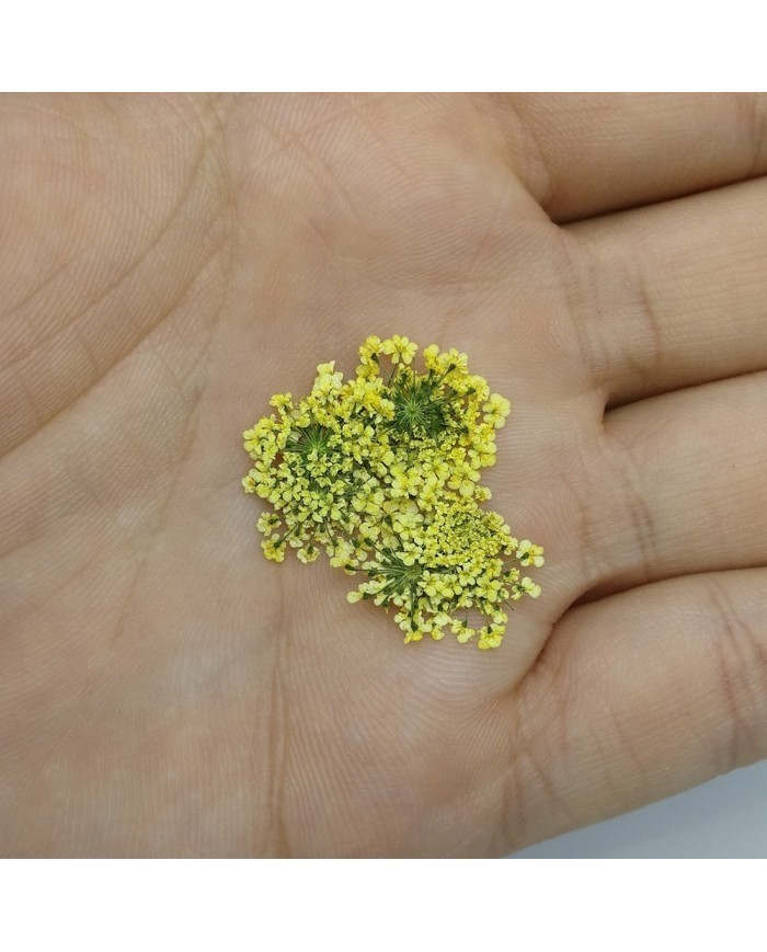 Sultan Otu - Kurutulmuş Çiçek - Sarı - 10 adet