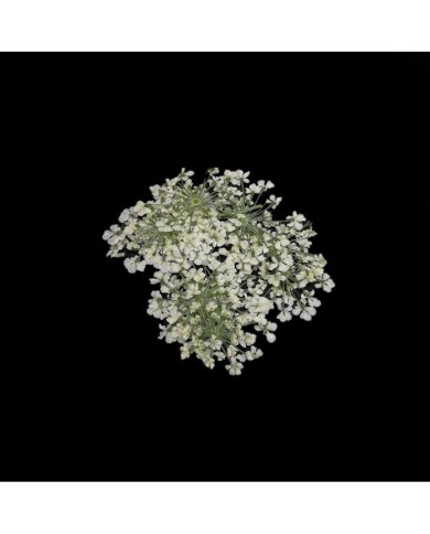 Sultan Otu - Kurutulmuş Çiçek - Beyaz - 10 adet