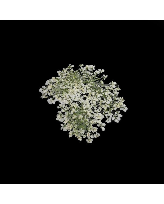 Sultan Otu - Kurutulmuş Çiçek - Beyaz - 10 adet