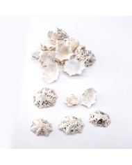 Deniz Kabuğu - Star Limpet - 100 gr