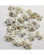 Deniz Kabuğu - Star Limpet - 100 gr