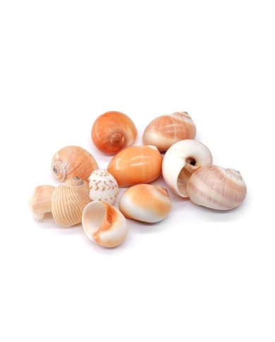 Deniz Kabuğu - Salyangoz - 50 gr