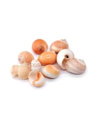 Deniz Kabuğu - Salyangoz - 100  gr