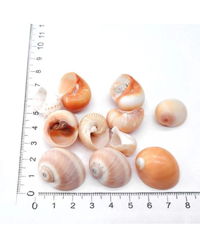 Deniz Kabuğu - Salyangoz - 100  gr