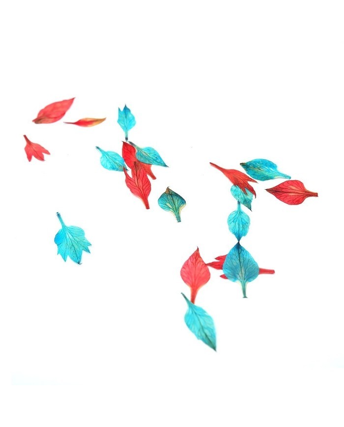 KURUTULMUŞ NİGELLA DAMASCENA YAPRAKLARI