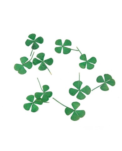 DÖRT YAPRAKLI YONCA - KURUTULMUŞ ŞANS ÇİÇEĞİ