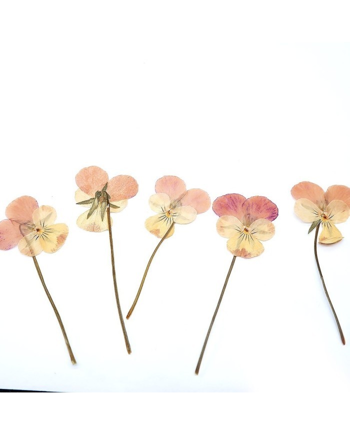 KURUTULMUŞ ÇİÇEK - MENEKŞE - 5 ADET