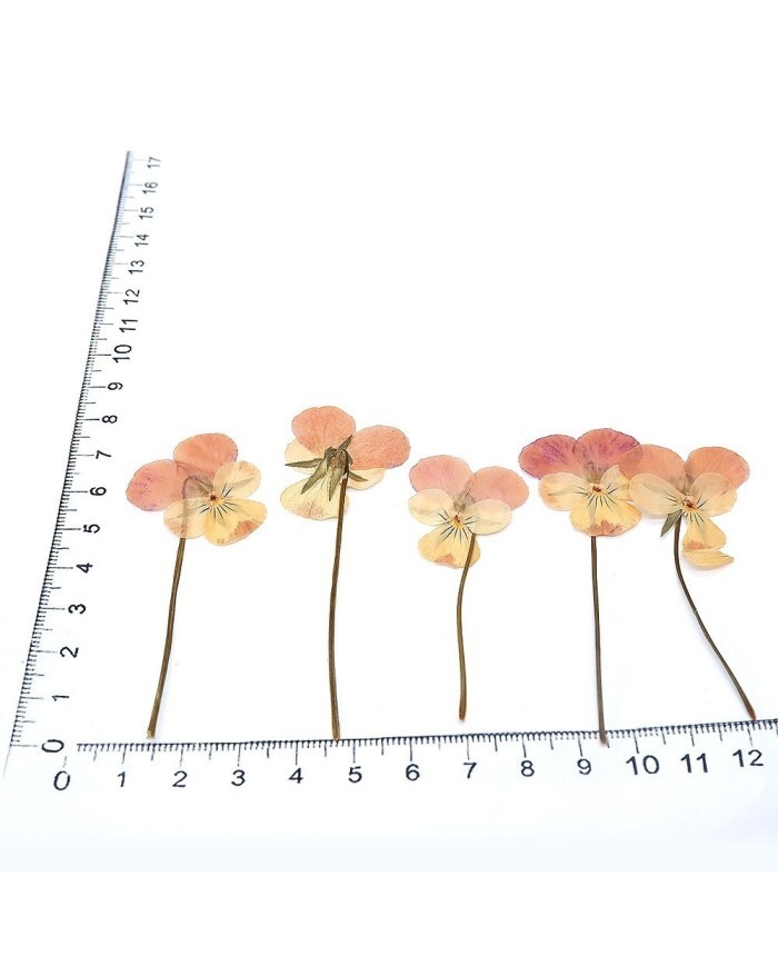 KURUTULMUŞ ÇİÇEK - MENEKŞE - 5 ADET