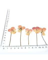 KURUTULMUŞ ÇİÇEK - MENEKŞE - 5 ADET