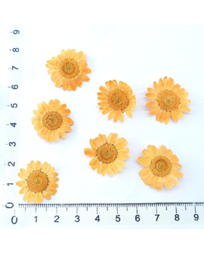 Kurutulmuş Papatya - Oranj 10 Adet