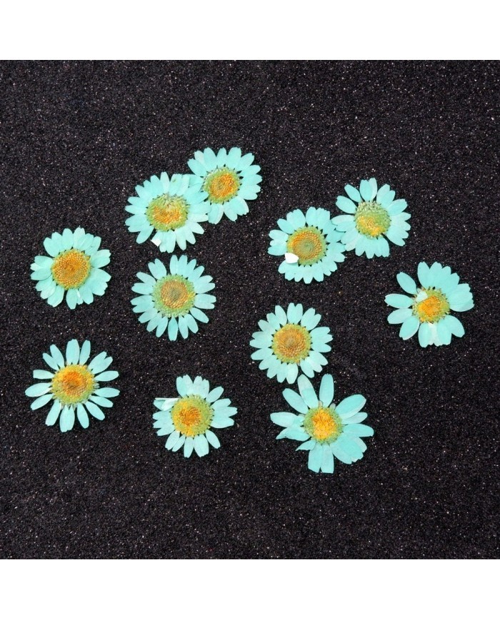 Kurutulmuş Papatya -Turkuaz Mavi 10 Adet