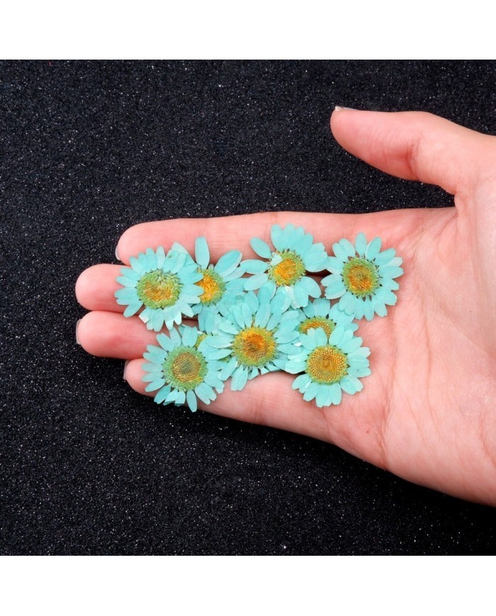 Kurutulmuş Papatya -Turkuaz Mavi 10 Adet