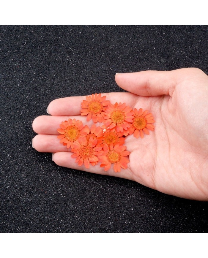 Kurutulmuş Papatya - Turuncu 10 Adet