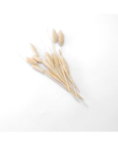 Kurutulmuş Çiçek - Pamuk Otu