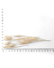 Kurutulmuş Çiçek - Pamuk Otu