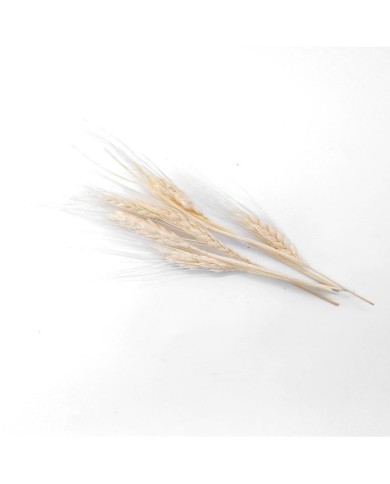 Kurutulmuş Çiçek - Kuru Başak Otu