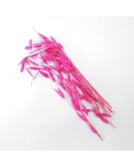 Kurutulmuş Çiçek - Kuru Yulaf Otu