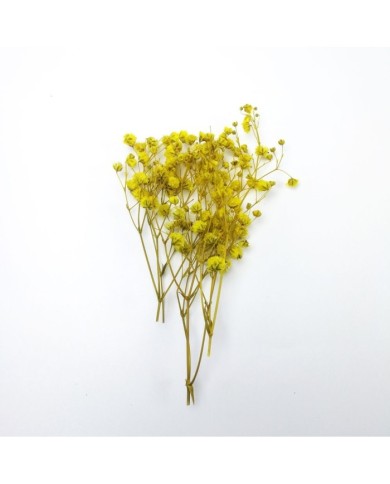 Şoklanmış Pıtırcık Kuru Çiçekler - Sarı - Mini demet