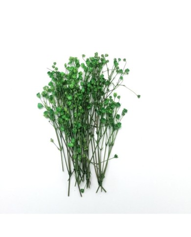 Şoklanmış Pıtırcık Kuru Çiçekler - Yeşil - Mini demet