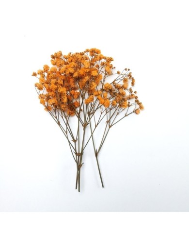 Şoklanmış Pıtırcık Kuru Çiçekler - Turuncu - Mini demet