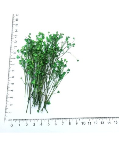 Şoklanmış Pıtırcık Kuru Çiçekler - Yeşil - Mini demet Şoklanmış Pıtırcık Kuru Çiçekler - Yeşil - Mini demet