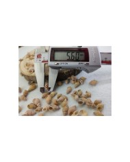 Deniz kabuğu 5.6 mm - 25 gr