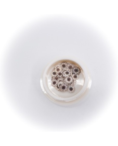 5D Renkli Mini Çiçek Naturel Renk