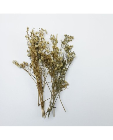 Şoklanmış Pıtırcık Kuru Çiçekler - Mini demet Şoklanmış Pıtırcık Kuru Çiçekler - Mini demet