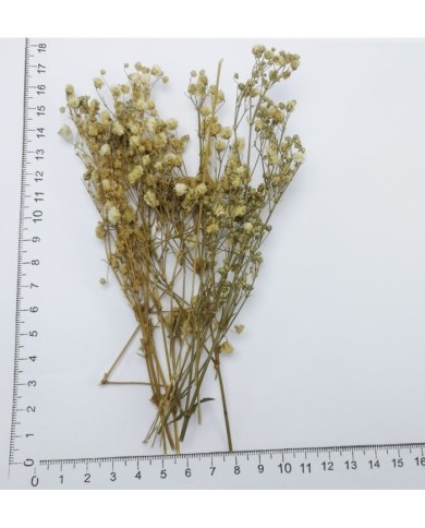 Şoklanmış Pıtırcık Kuru Çiçekler - Mini demet Şoklanmış Pıtırcık Kuru Çiçekler - Mini demet