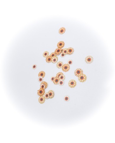 5D Renkli Mini  Papatya Turuncu 5D Renkli Mini  Papatya Turuncu