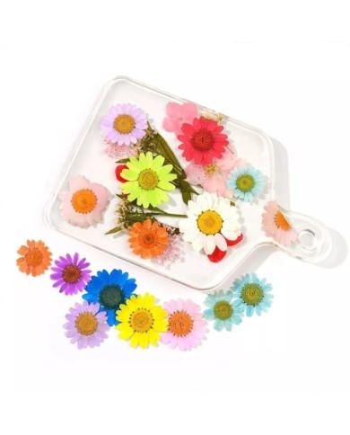 Kurutulmuş Papatya - Sarı 10 Adet