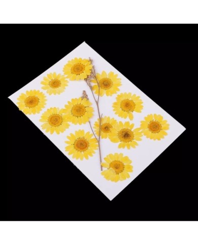 Kurutulmuş Papatya - Yumurta Sarı 10 adet