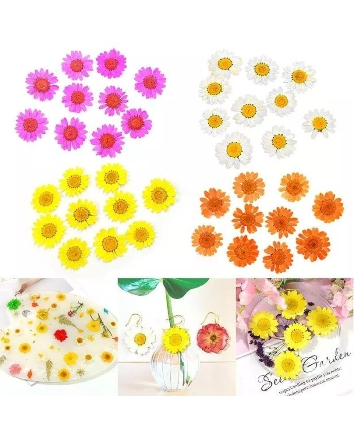 Kurutulmuş Papatya - Yumurta Sarı 10 adet