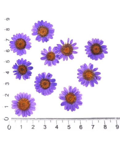 Kurutulmuş Papatya - Mor 5 Adet Kurutulmuş Papatya - Mor 5 Adet