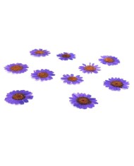 Kurutulmuş Papatya - Mor 5 Adet