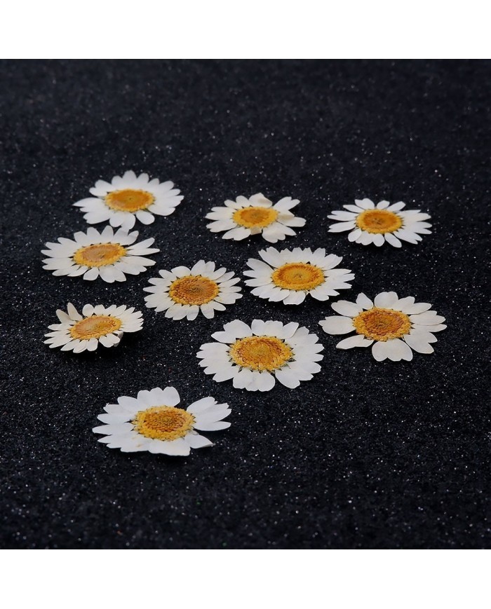 5 Adet Kurutulmuş Papatya - Beyaz Krem Arası