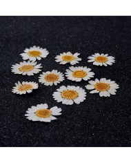 5 Adet Kurutulmuş Papatya - Beyaz Krem Arası