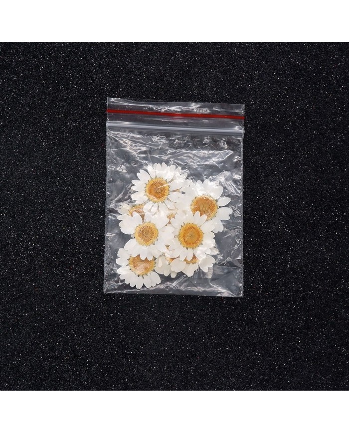 5 Adet Kurutulmuş Papatya - Beyaz Krem Arası