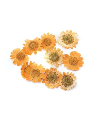 Kurutulmuş Papatya - Oranj  5 Adet Kurutulmuş Papatya - Oranj  5 Adet