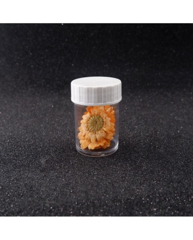 Kurutulmuş Papatya - Oranj  5 Adet