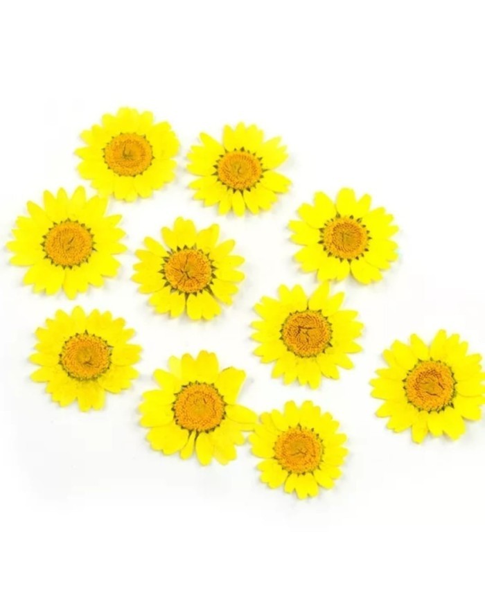 Kurutulmuş Papatya - Sarı 5 Adet