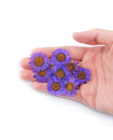 Kurutulmuş Papatya - Mor 5 Adet