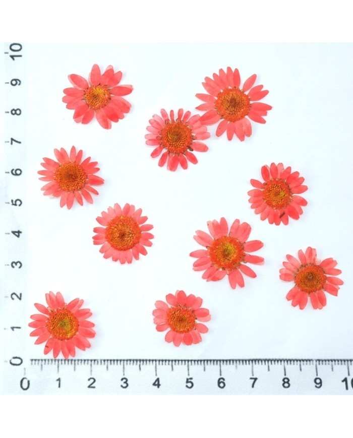 Kurutulmuş Papatya - Açık Kırmızı 5 Adet